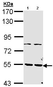Western blot - Anti-PDE1A antibody (AB96336)