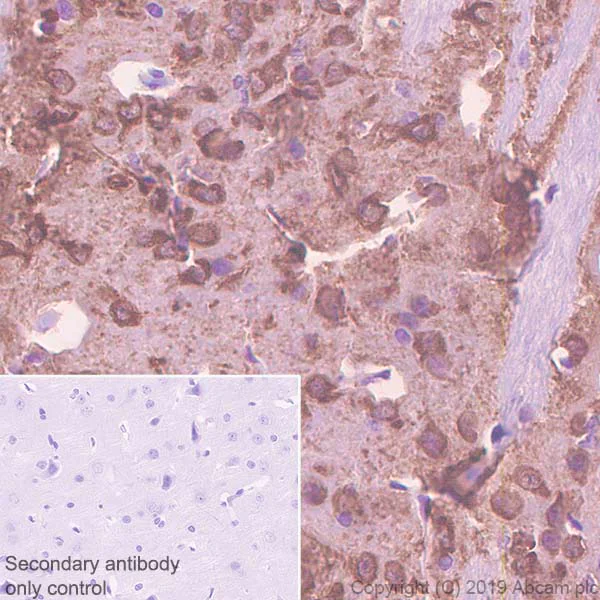 Immunohistochemistry (Formalin/PFA-fixed paraffin-embedded sections) - Anti-PDE1B antibody [EPR12293(2)] (AB182565)