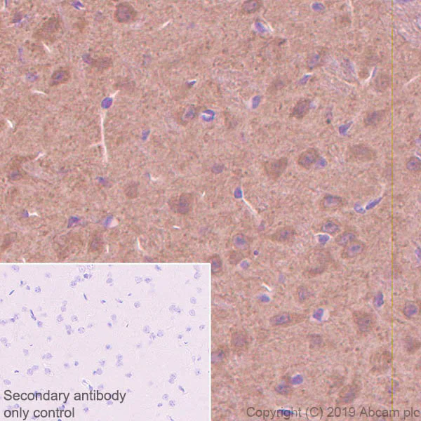 Immunohistochemistry (Formalin/PFA-fixed paraffin-embedded sections) - Anti-PDE1B antibody [EPR12293(2)] (AB182565)