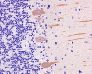 Immunohistochemistry (Formalin/PFA-fixed paraffin-embedded sections) - Anti-PDE1B antibody [EPR12293(2)] (AB182565)