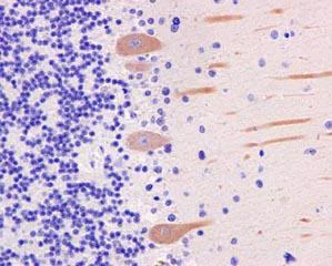 Immunohistochemistry (Formalin/PFA-fixed paraffin-embedded sections) - Anti-PDE1B antibody [EPR12293(2)] (AB182565)