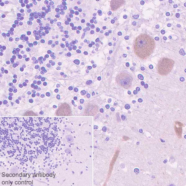 Immunohistochemistry (Formalin/PFA-fixed paraffin-embedded sections) - Anti-PDE1B antibody [EPR12293(2)] (AB182565)