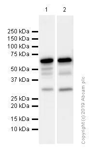 Western blot - Anti-PDE1B antibody [EPR12293(2)] (AB182565)