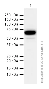 Western blot - Anti-PDE1B antibody [EPR12293(2)] (AB182565)