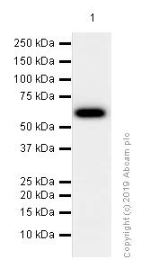 Western blot - Anti-PDE1B antibody [EPR12293(2)] (AB182565)