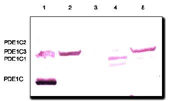 Western blot - Anti-PDE1C/PDE1 antibody (AB14602)