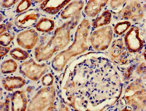 Immunohistochemistry (Formalin/PFA-fixed paraffin-embedded sections) - Anti-PDE2A antibody (AB224616)