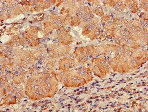 Immunohistochemistry (Formalin/PFA-fixed paraffin-embedded sections) - Anti-PDE2A antibody (AB224616)