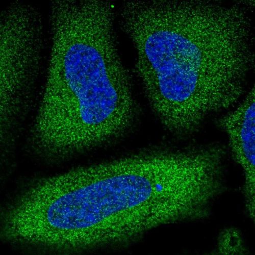 Immunocytochemistry/ Immunofluorescence - Anti-PDE3A antibody (AB244337)