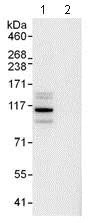 Immunoprecipitation - Anti-PDE3A antibody (AB99236)