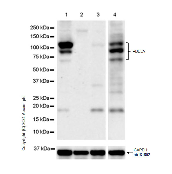Western blot - Anti-PDE3A antibody [EPR28228-6] - BSA and Azide free (AB315280), expandable thumbnail