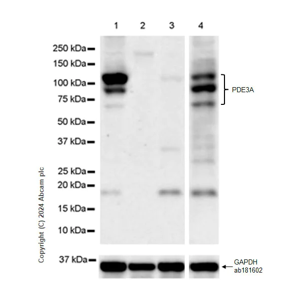 Western blot - Anti-PDE3A antibody [EPR28228-6] - BSA and Azide free (AB315280)