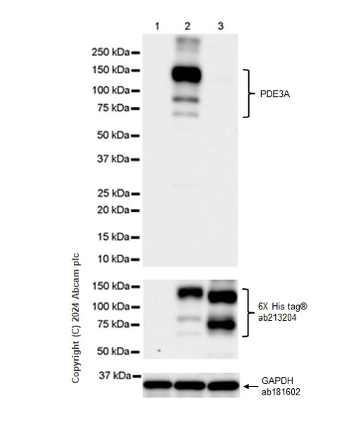 Western blot - Anti-PDE3A antibody [EPR28228-6] - BSA and Azide free (AB315280), expandable thumbnail