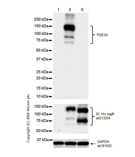 Western blot - Anti-PDE3A antibody [EPR28228-6] - BSA and Azide free (AB315280)