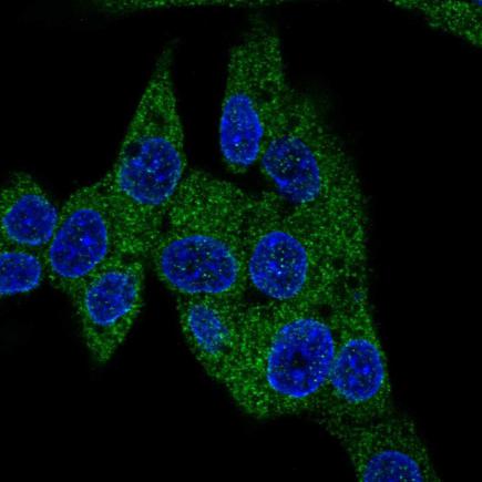 Immunocytochemistry/ Immunofluorescence - Anti-PDE3B antibody (AB220714), expandable thumbnail