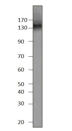 Western blot - Anti-PDE3B antibody (AB42091)