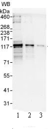 Western blot - Anti-PDE3B antibody (AB99290)