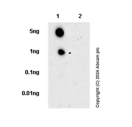 Dot Blot - Anti-PDE3B antibody [EPR28229-71] (AB317026), expandable thumbnail
