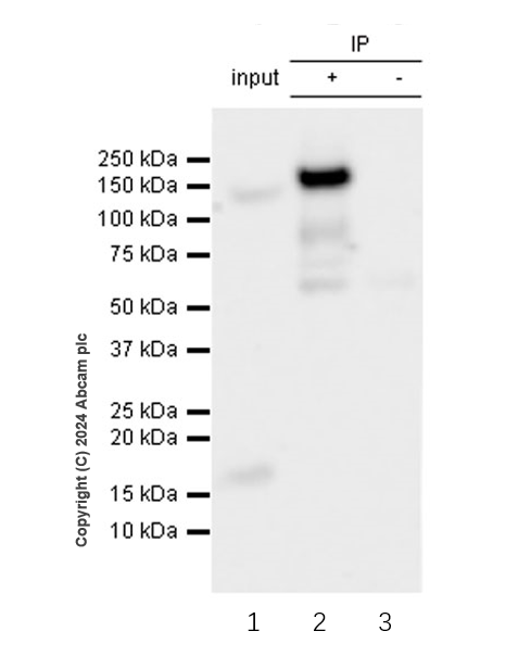 Immunoprecipitation - Anti-PDE3B antibody [EPR28229-71] (AB317026), expandable thumbnail