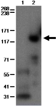 Western blot - Anti-PDE3B antibody [SMCP3B] (AB95814)