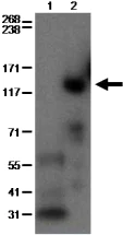 Western blot - Anti-PDE3B antibody [SMCP3B] (AB95814)