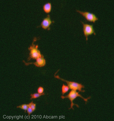 Immunocytochemistry/ Immunofluorescence - Anti-PDE4 antibody (AB14628), expandable thumbnail