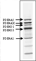 Western blot - Anti-PDE4 antibody (AB14628)