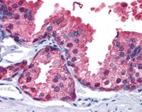 Immunohistochemistry (Formalin/PFA-fixed paraffin-embedded sections) - Anti-PDE4B antibody (AB112014)