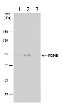 Western blot - Anti-PDE4B antibody - C-terminal (AB228901)