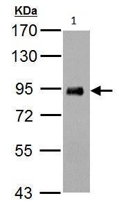Western blot - Anti-PDE4B antibody - C-terminal (AB228901)