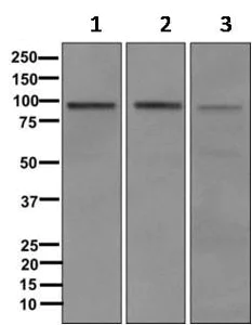 Western blot - Anti-PDE4B antibody [EPR11830] (AB170939)