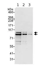 Western blot - Anti-PDE4D antibody (AB99409)