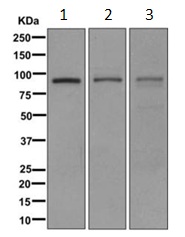 Western blot - Anti-PDE4D antibody [EPR11823-29] (AB171749)