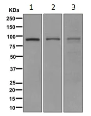 Western blot - Anti-PDE4D antibody [EPR11823-29] (AB171749)
