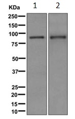 Western blot - Anti-PDE4D antibody [EPR11823-31] (AB171750)