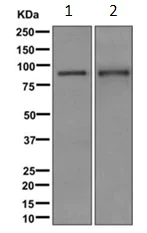 Western blot - Anti-PDE4D antibody [EPR11823-31] (AB171750)