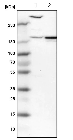 Western blot - Anti-PDE4DIP antibody (AB121275)