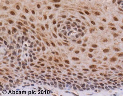 Immunohistochemistry (Formalin/PFA-fixed paraffin-embedded sections) - Anti-PDE5A/PDE5 antibody (AB14672)