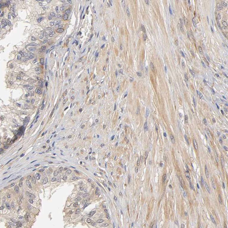 Immunohistochemistry (Formalin/PFA-fixed paraffin-embedded sections) - Anti-PDE5A/PDE5 antibody (AB224232)