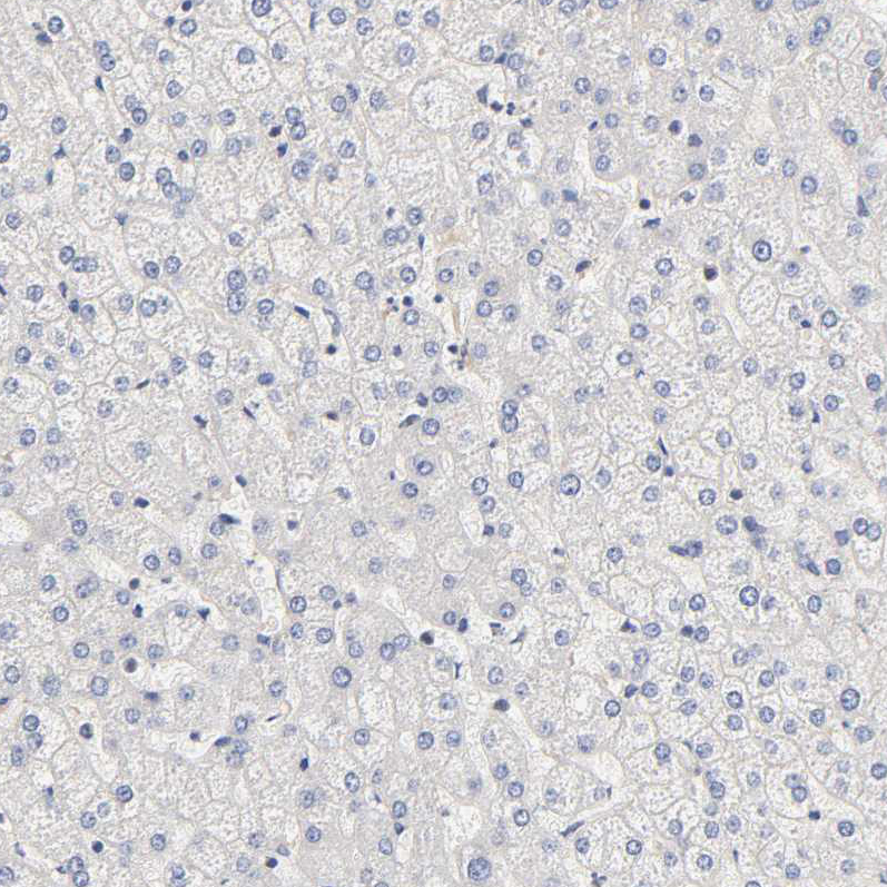 Immunohistochemistry (Formalin/PFA-fixed paraffin-embedded sections) - Anti-PDE5A/PDE5 antibody (AB224232), expandable thumbnail