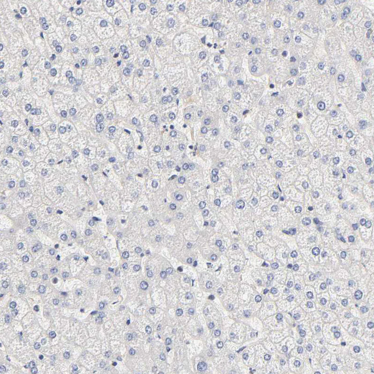 Immunohistochemistry (Formalin/PFA-fixed paraffin-embedded sections) - Anti-PDE5A/PDE5 antibody (AB224232)
