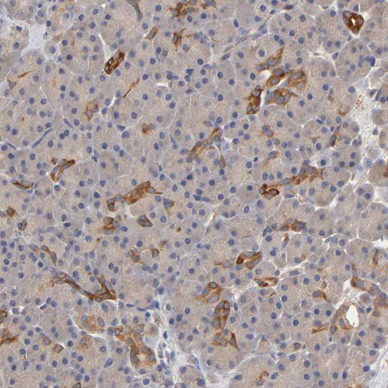 Immunohistochemistry (Formalin/PFA-fixed paraffin-embedded sections) - Anti-PDE5A/PDE5 antibody (AB224232), expandable thumbnail