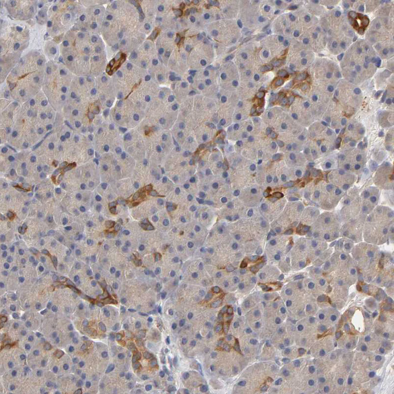 Immunohistochemistry (Formalin/PFA-fixed paraffin-embedded sections) - Anti-PDE5A/PDE5 antibody (AB224232)