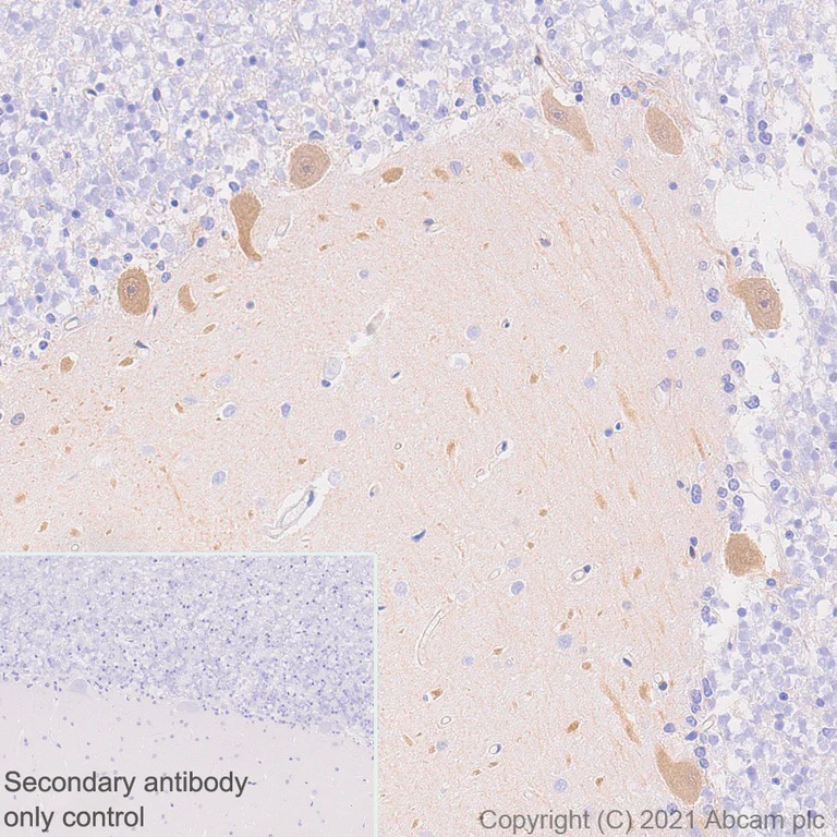Immunohistochemistry (Formalin/PFA-fixed paraffin-embedded sections) - Anti-PDE5A/PDE5 antibody [EPR24129-95] (AB259945)
