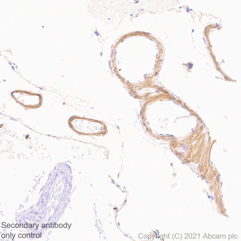 Immunohistochemistry (Formalin/PFA-fixed paraffin-embedded sections) - Anti-PDE5A/PDE5 antibody [EPR24129-95] (AB259945)