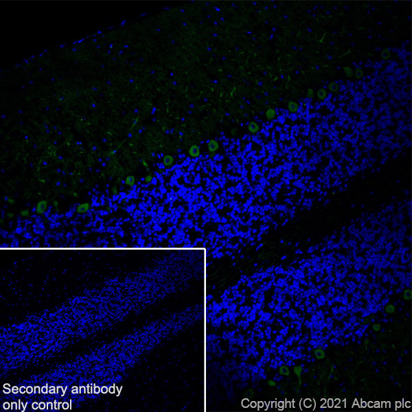 Immunohistochemistry (Frozen sections) - Anti-PDE5A/PDE5 antibody [EPR24129-95] (ab259945), expandable thumbnail