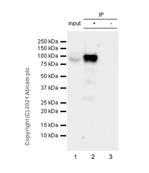 Immunoprecipitation - Anti-PDE5A/PDE5 antibody [EPR24129-95] (ab259945), expandable thumbnail