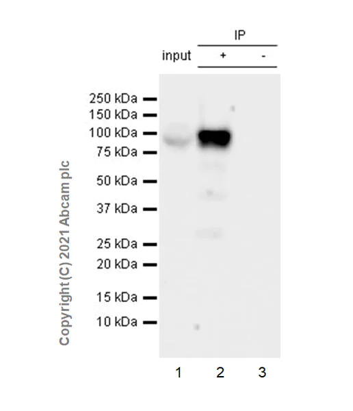Immunoprecipitation - Anti-PDE5A/PDE5 antibody [EPR24129-95] (AB259945)