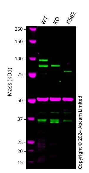 Western blot - Anti-PDE5A/PDE5 antibody [EPR24129-95] (AB259945)