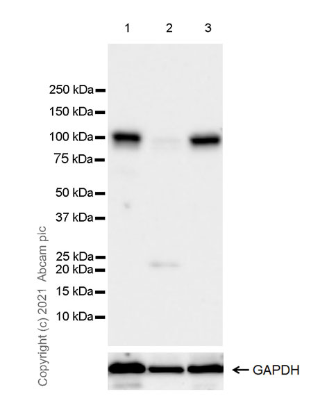 Western blot - Anti-PDE5A/PDE5 antibody [EPR24129-95] (AB259945), expandable thumbnail